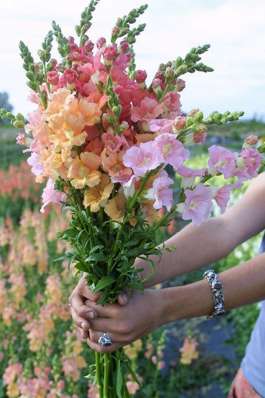 PlanetSailAmber workshop space where corporate flower arrangements are designed and prepared for business delivery